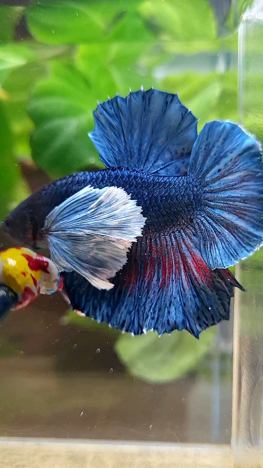 HMPK SUPER DUMBO EAR BLUE DARK BETTA FISH