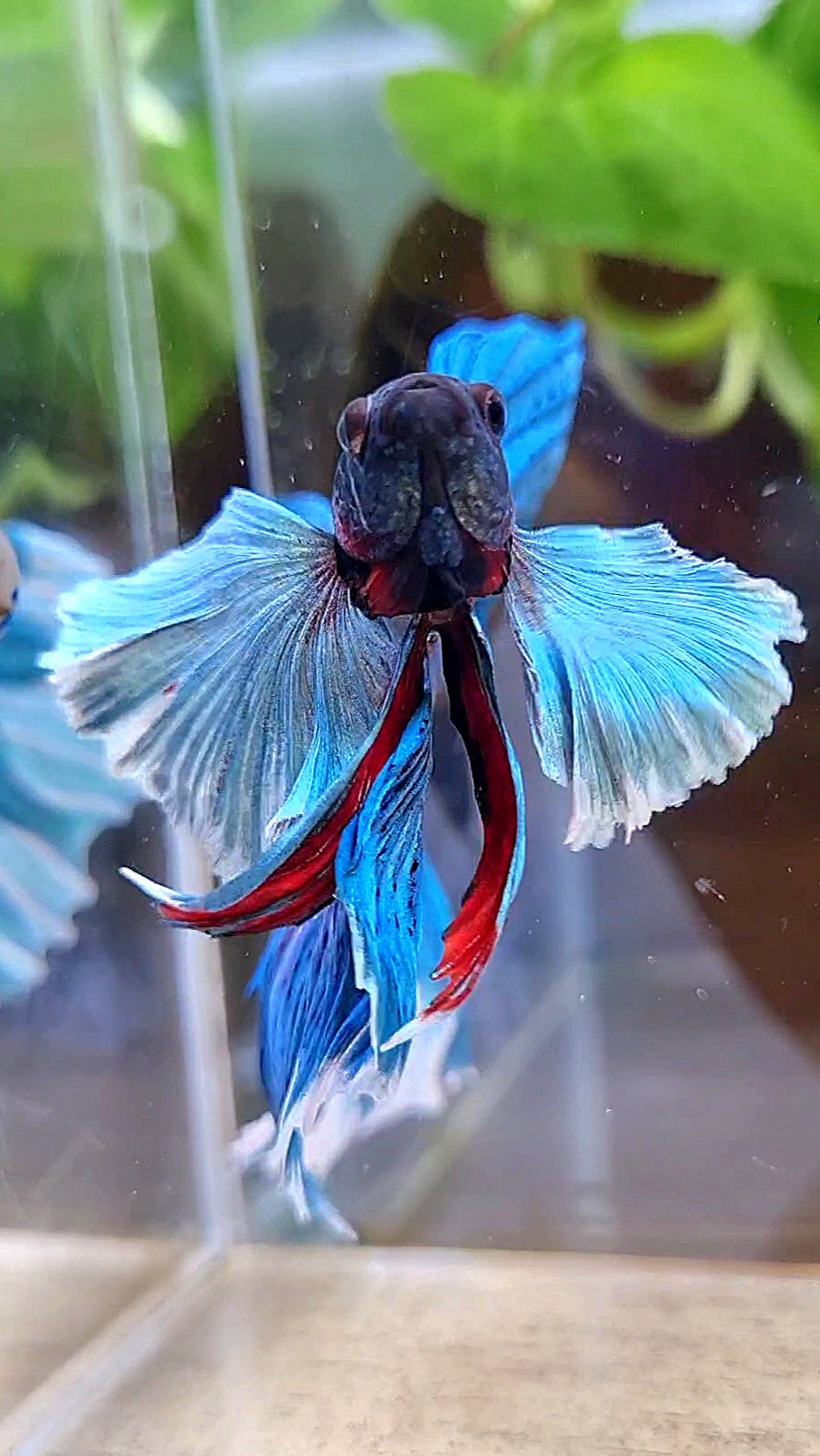 LUXURY HALFMOON SUPER DUMBO COLORED EAR GREEN BLUE TURQUOISE BETTA FISH
