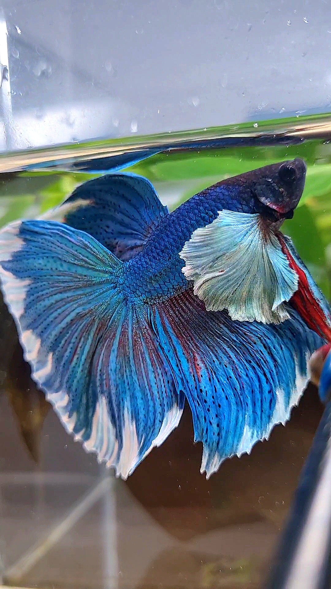 LUXURY HALFMOON SUPER DUMBO COLORED EAR GREEN BLUE TURQUOISE BETTA FISH