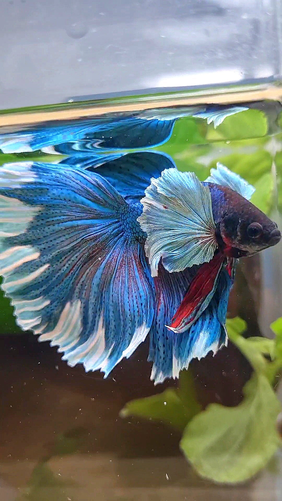 LUXURY HALFMOON SUPER DUMBO COLORED EAR GREEN BLUE TURQUOISE BETTA FISH