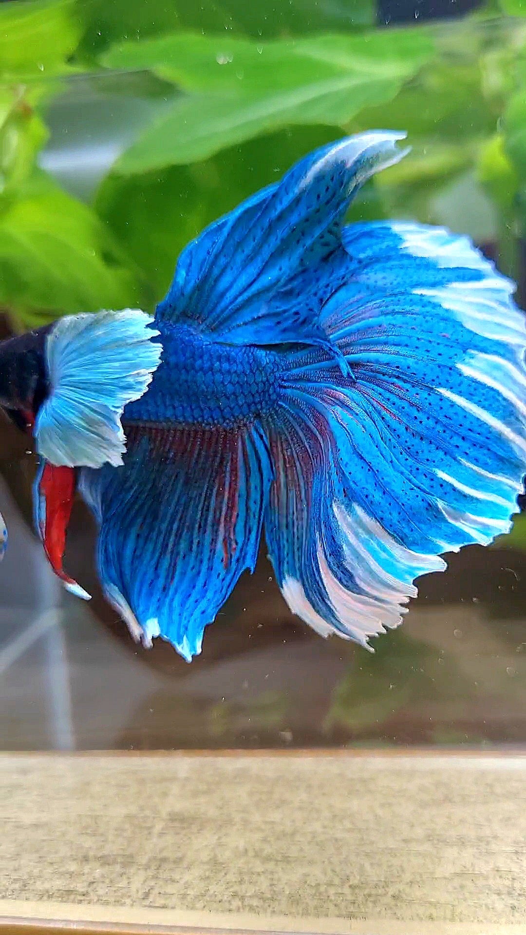 LUXURY HALFMOON SUPER DUMBO COLORED EAR GREEN BLUE TURQUOISE BETTA FISH