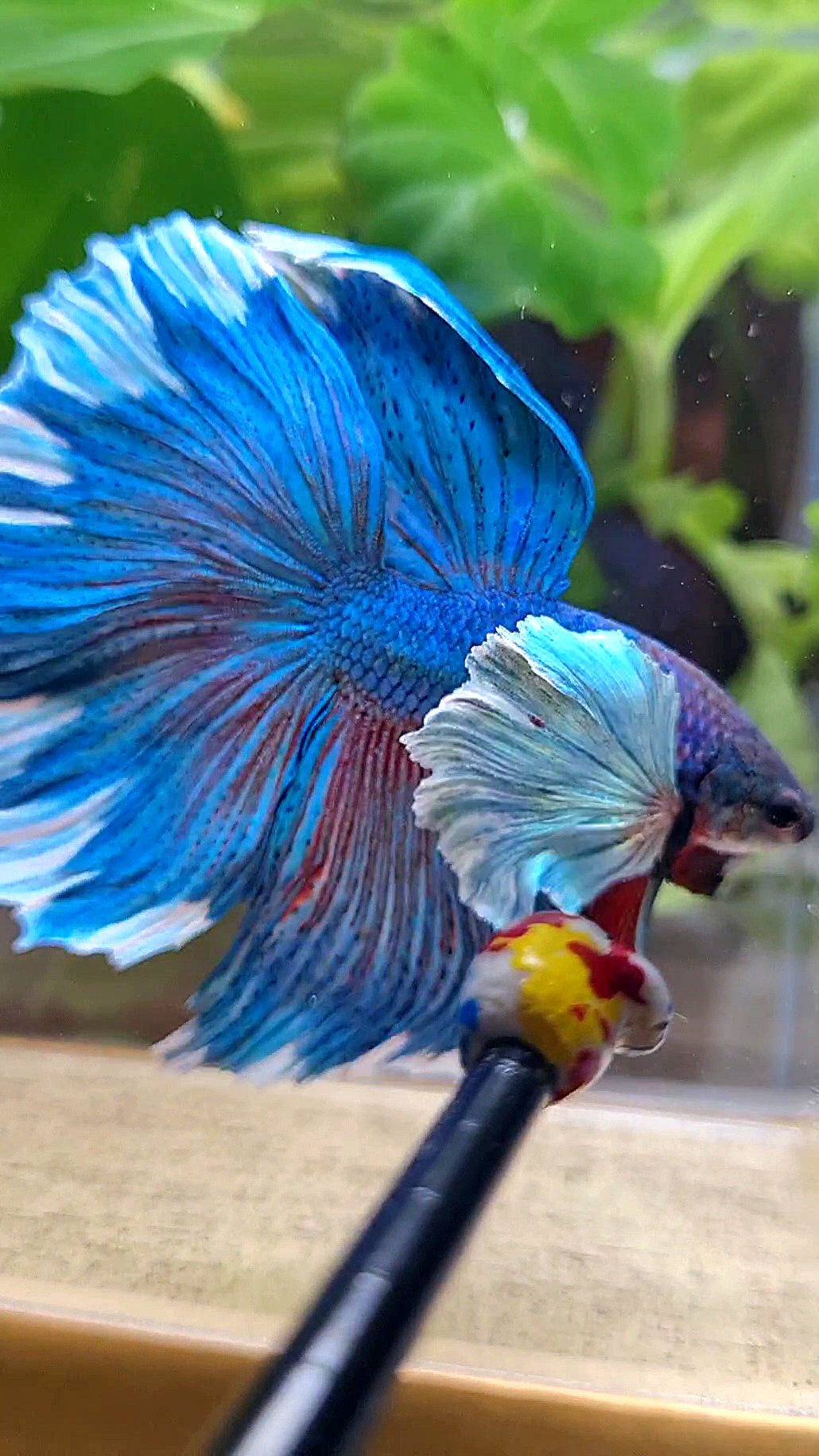 LUXURY HALFMOON SUPER DUMBO COLORED EAR GREEN BLUE TURQUOISE BETTA FISH