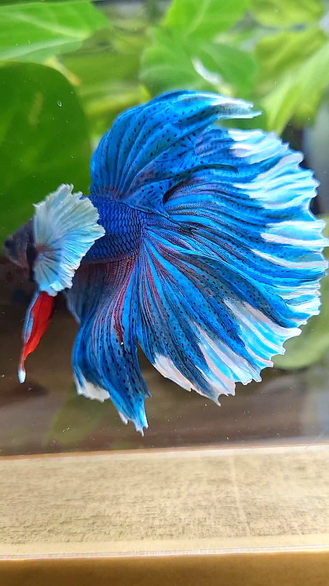 LUXURY HALFMOON SUPER DUMBO COLORED EAR GREEN BLUE TURQUOISE BETTA FISH