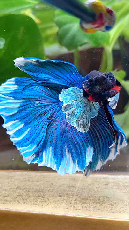 LUXURY HALFMOON SUPER DUMBO COLORED EAR GREEN BLUE TURQUOISE BETTA FISH