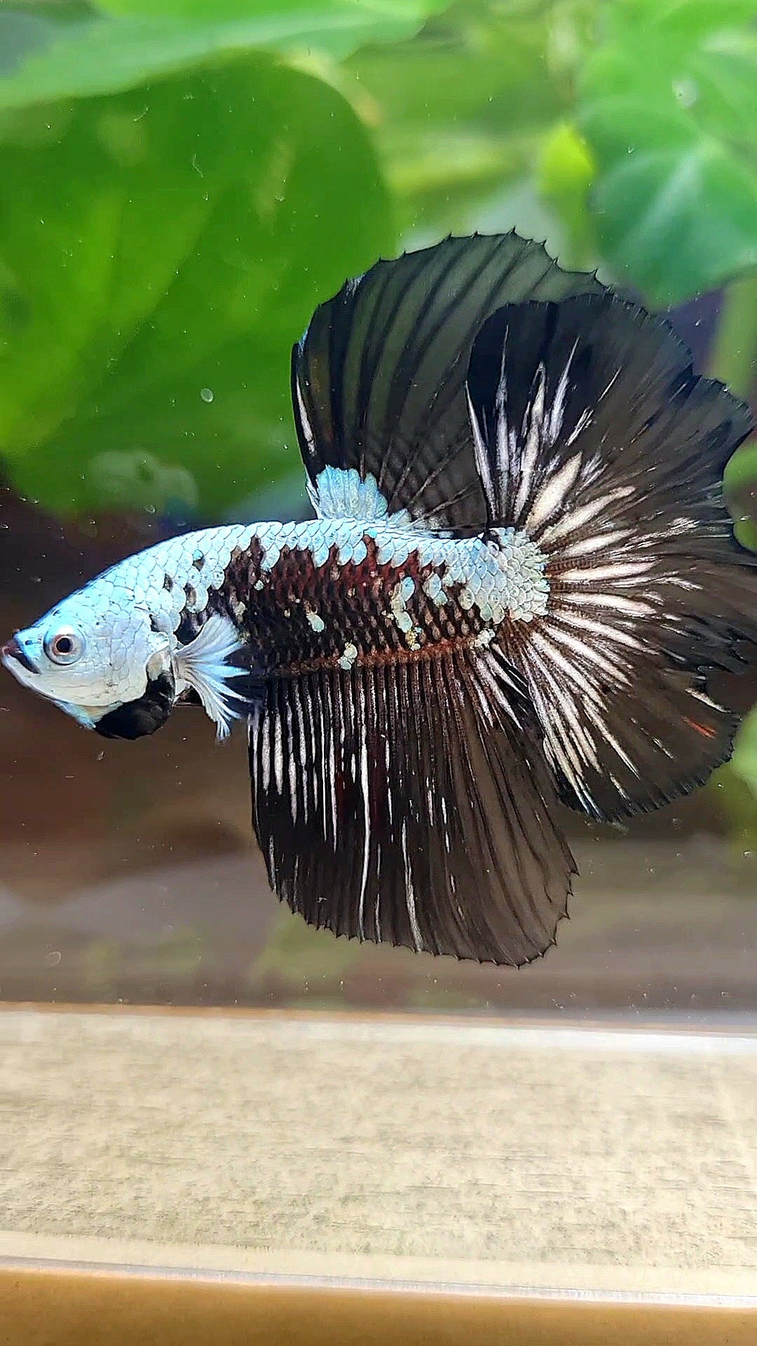 HALFMOON ROSETAIL BLACK MAMBA SNOW SAMURAI MASKING BETTA FISH