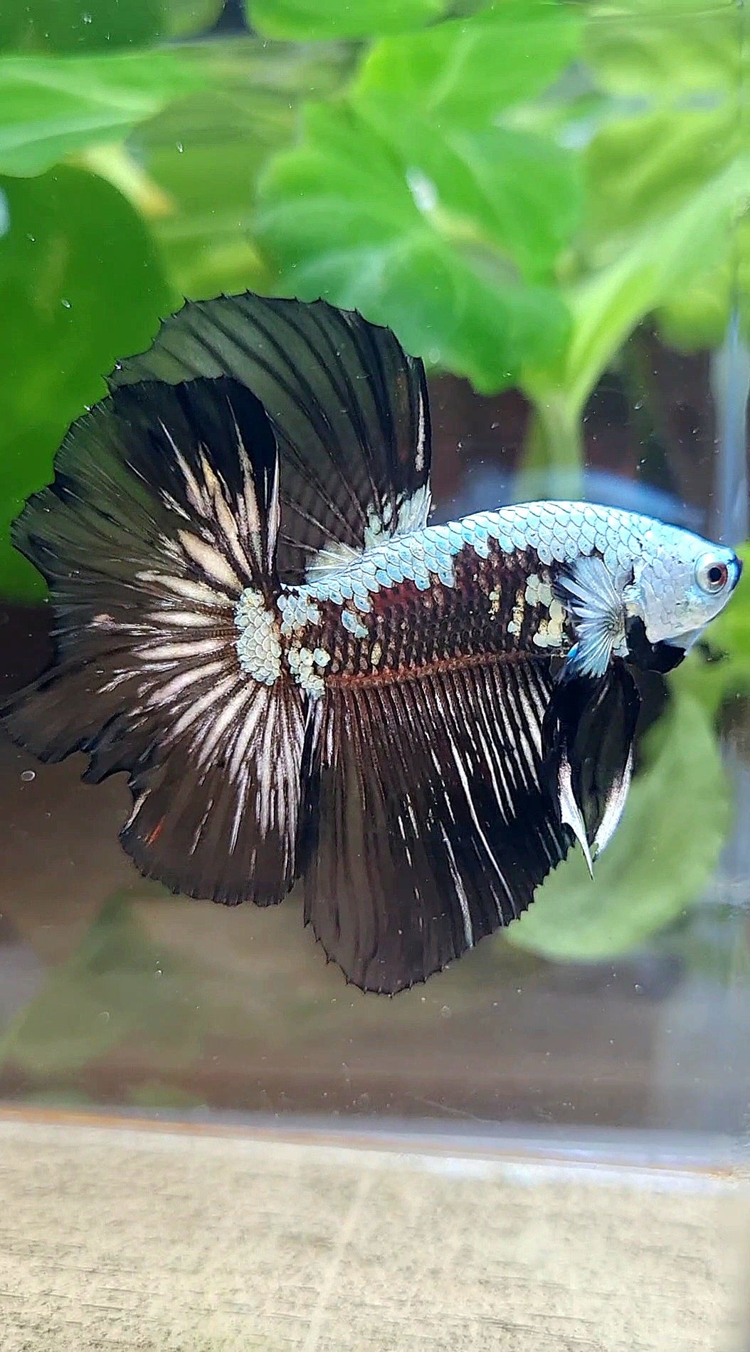 HALFMOON ROSETAIL BLACK MAMBA SNOW SAMURAI MASKING BETTA FISH