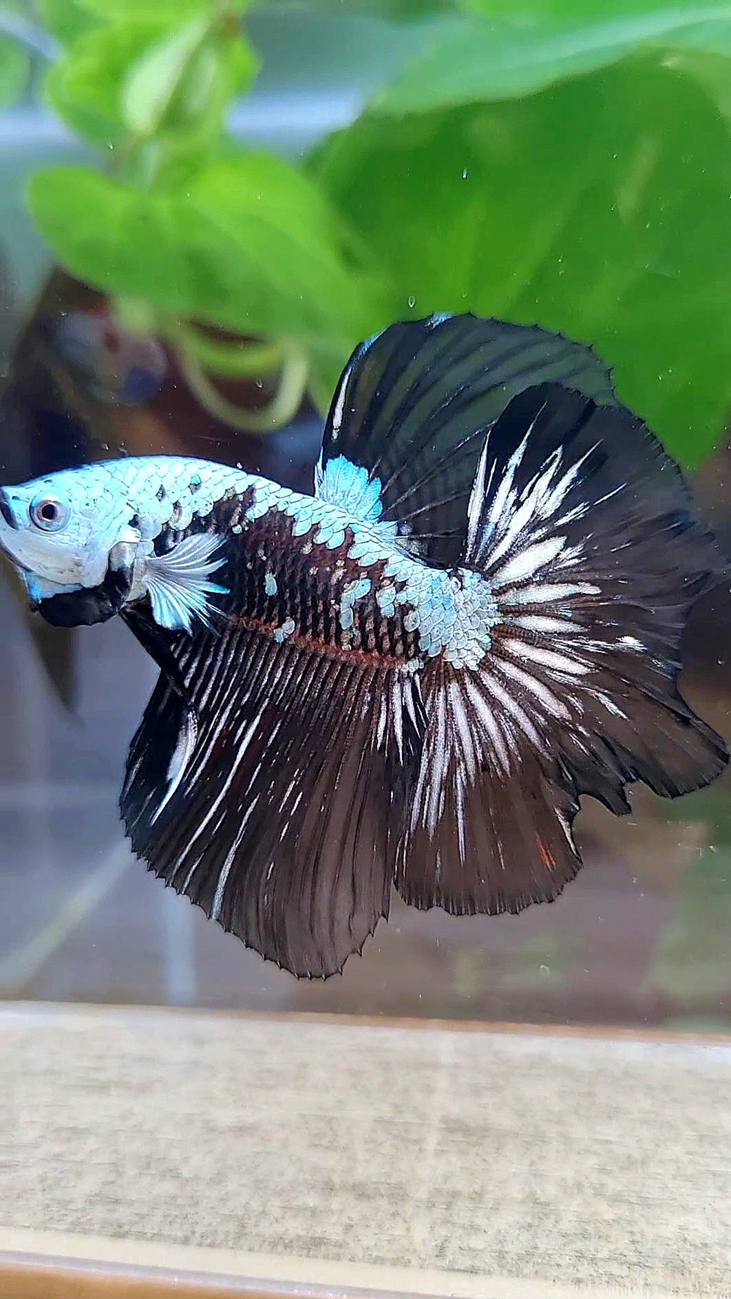 HALFMOON ROSETAIL BLACK MAMBA SNOW SAMURAI MASKING BETTA FISH