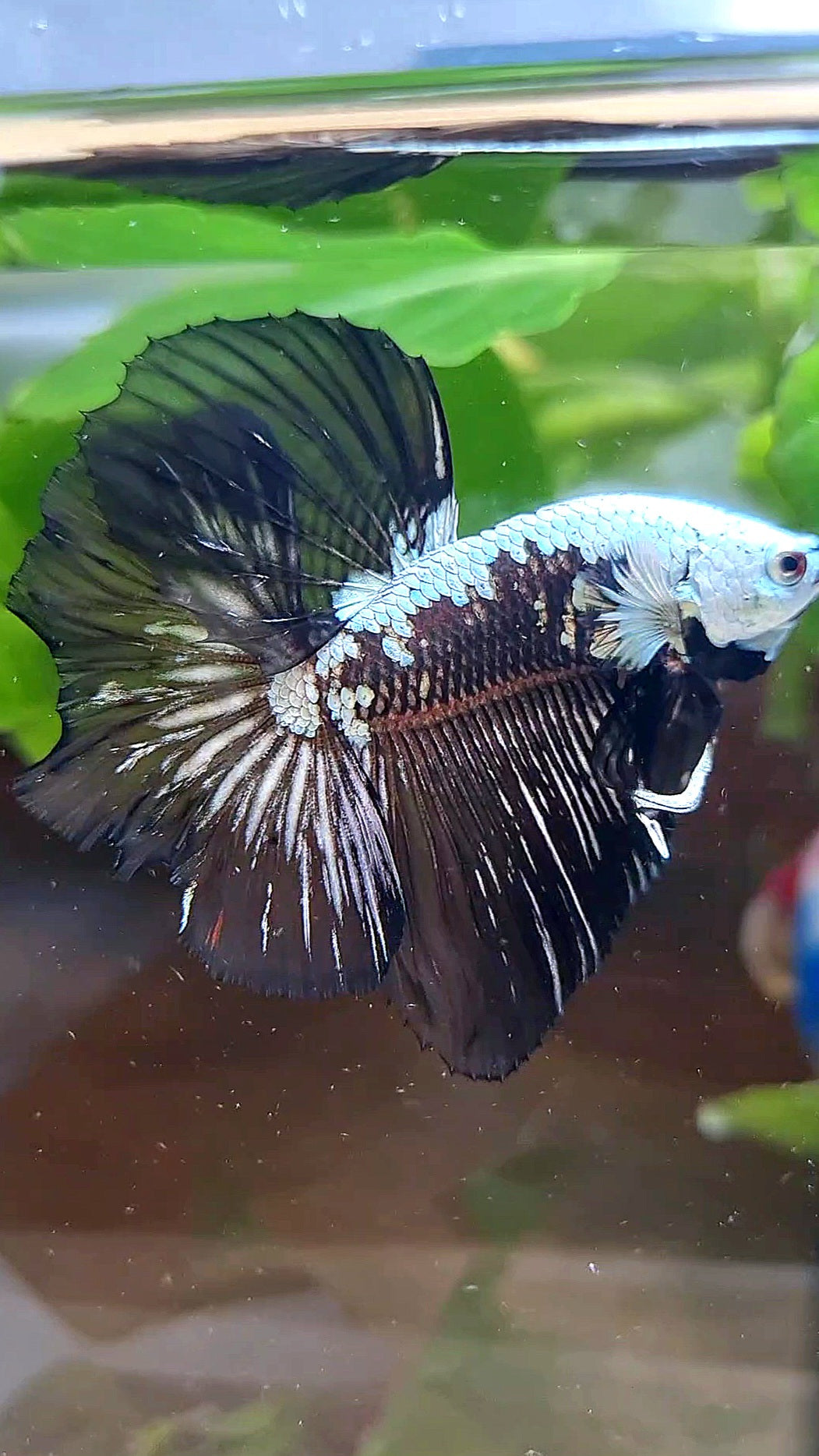 HALFMOON ROSETAIL BLACK MAMBA SNOW SAMURAI MASKING BETTA FISH