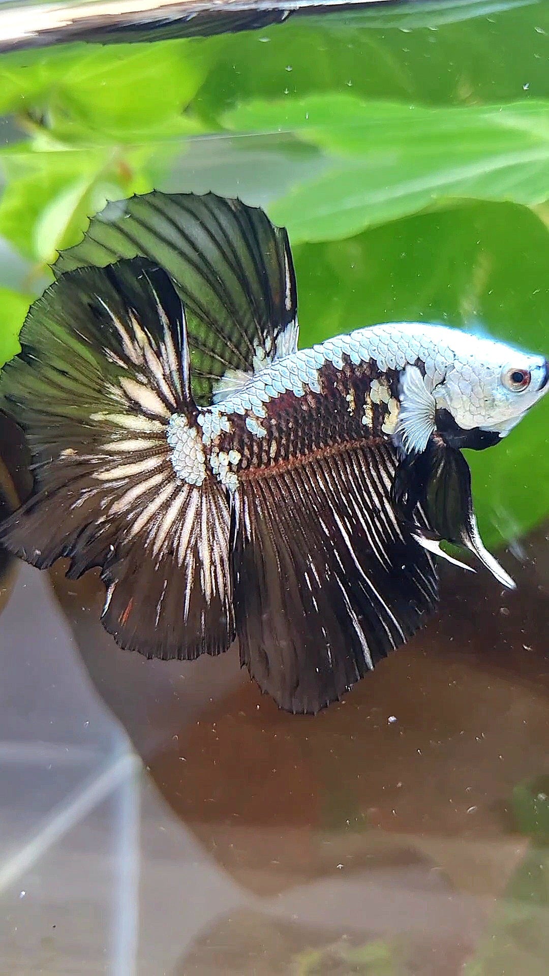 HALFMOON ROSETAIL BLACK MAMBA SNOW SAMURAI MASKING BETTA FISH