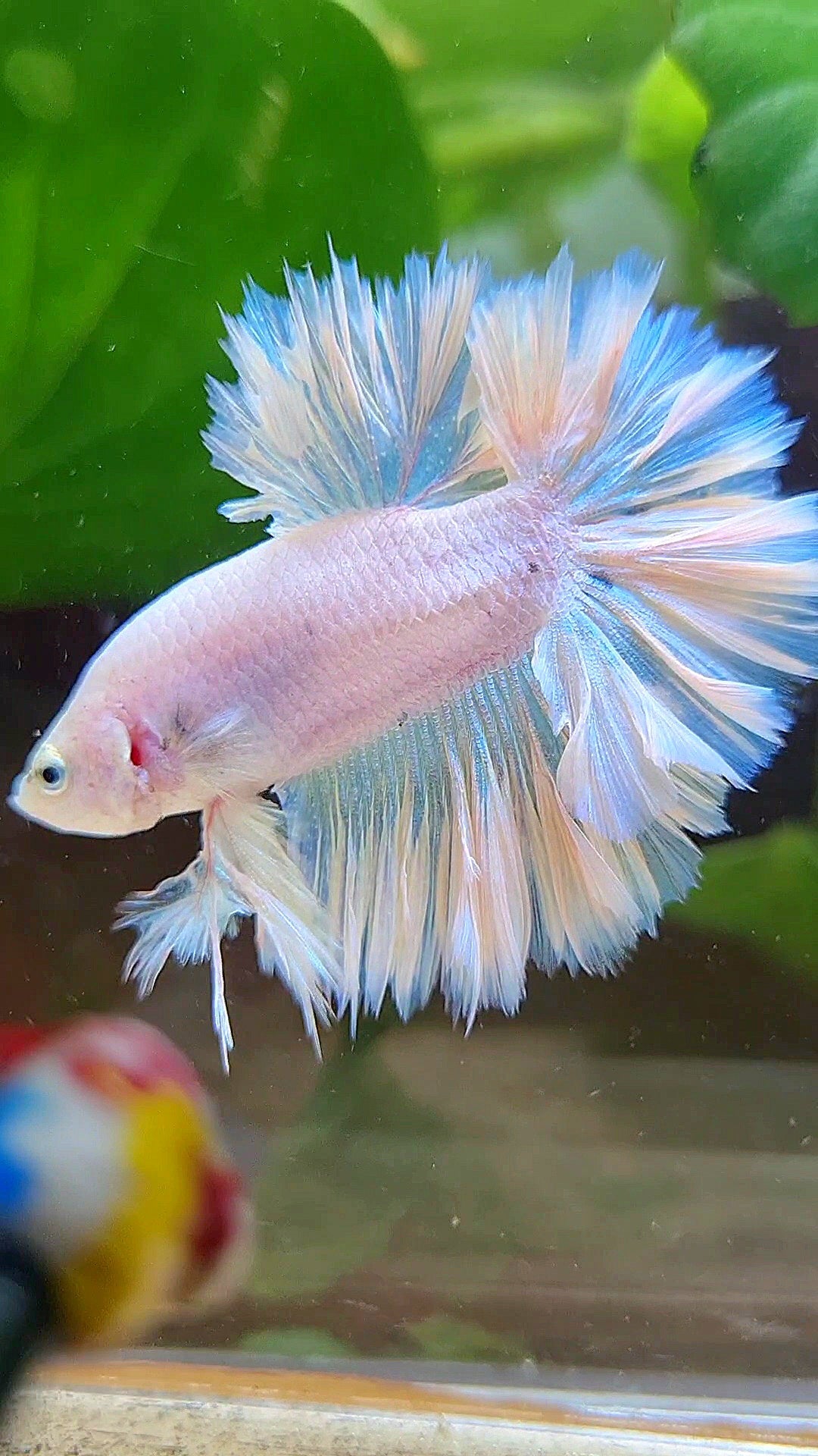 KING FEATHER TAIL HALFMOON WHITE PEACH UNICORN BETTA FISH