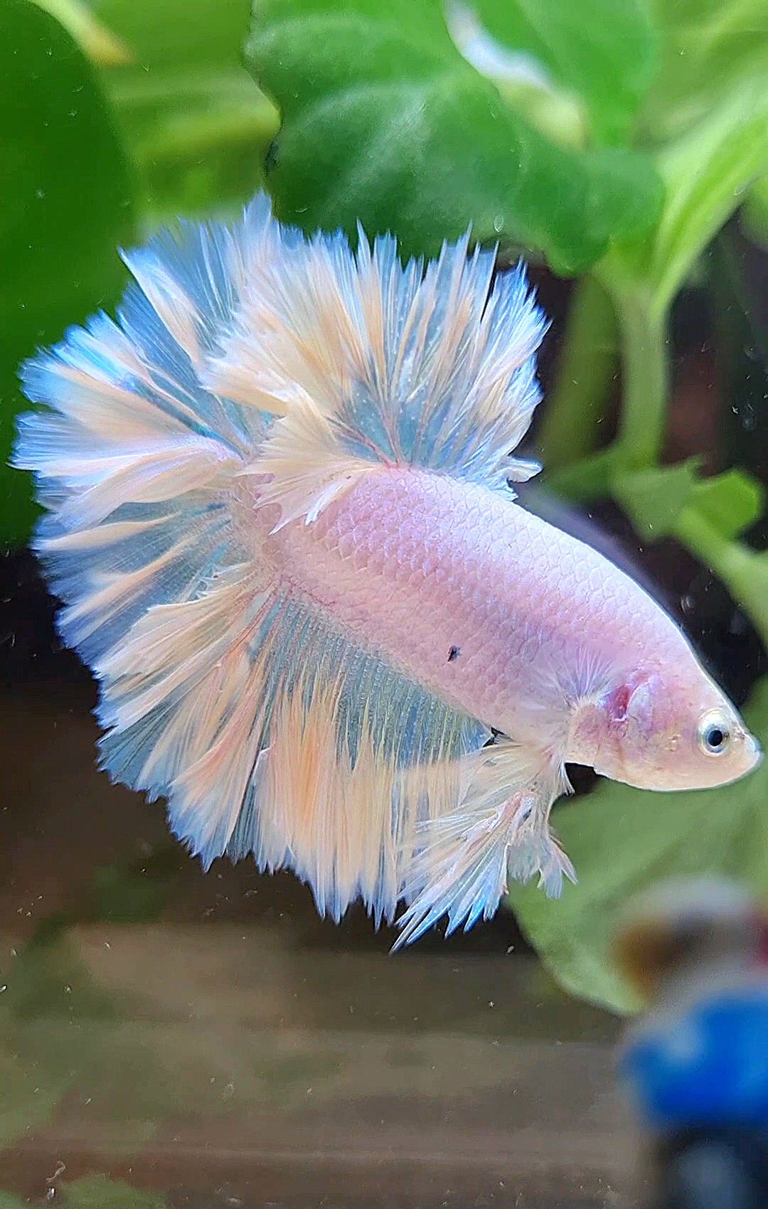 KING FEATHER TAIL HALFMOON WHITE PEACH UNICORN BETTA FISH