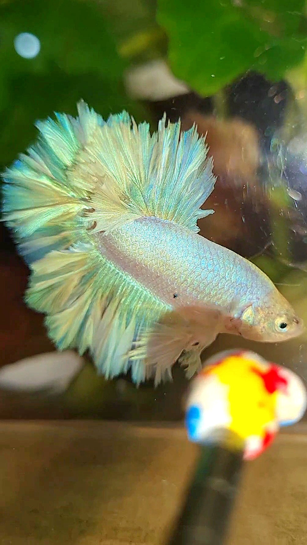 KING FEATHER TAIL HALFMOON WHITE PEACH UNICORN BETTA FISH