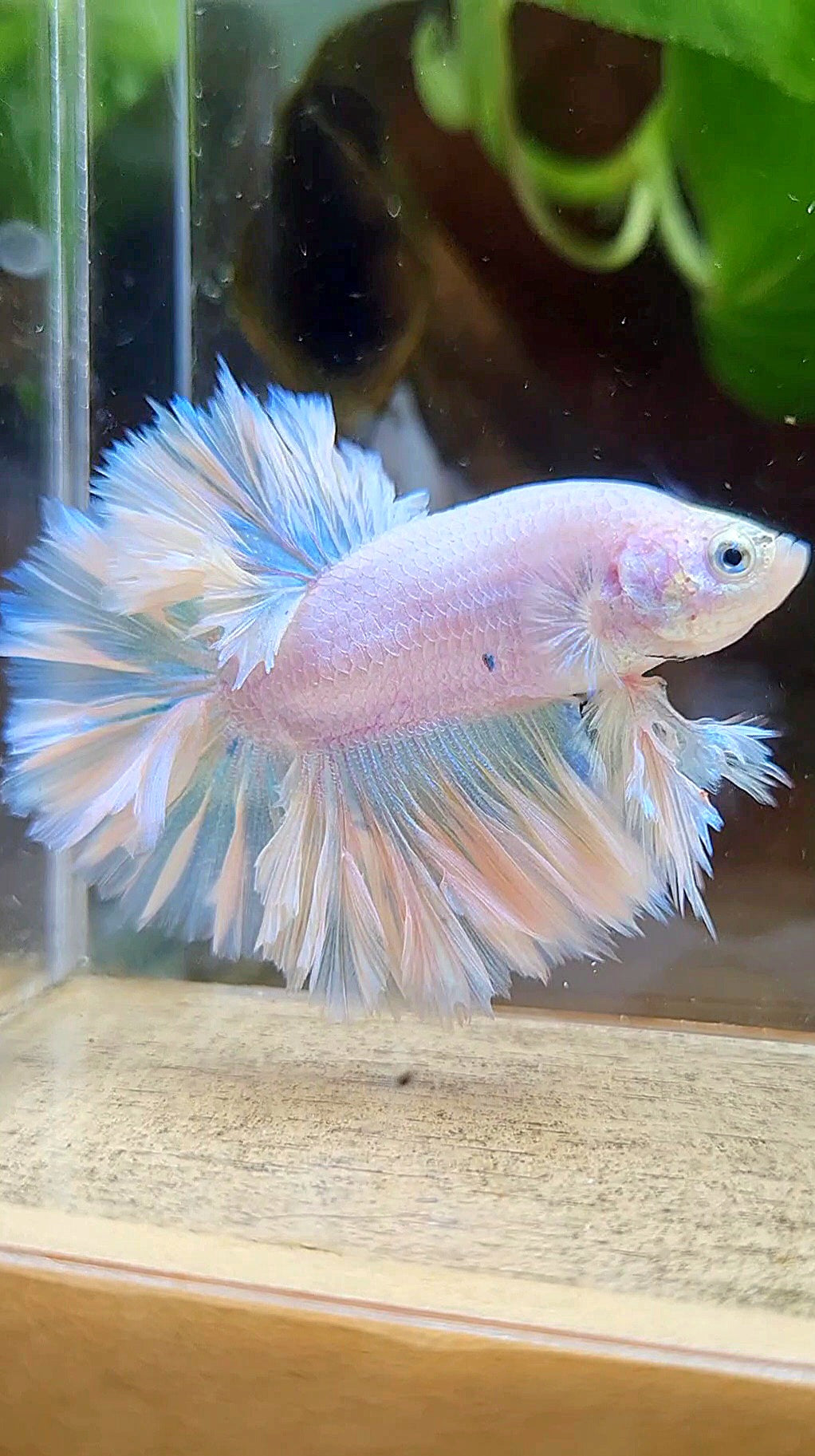 KING FEATHER TAIL HALFMOON WHITE PEACH UNICORN BETTA FISH
