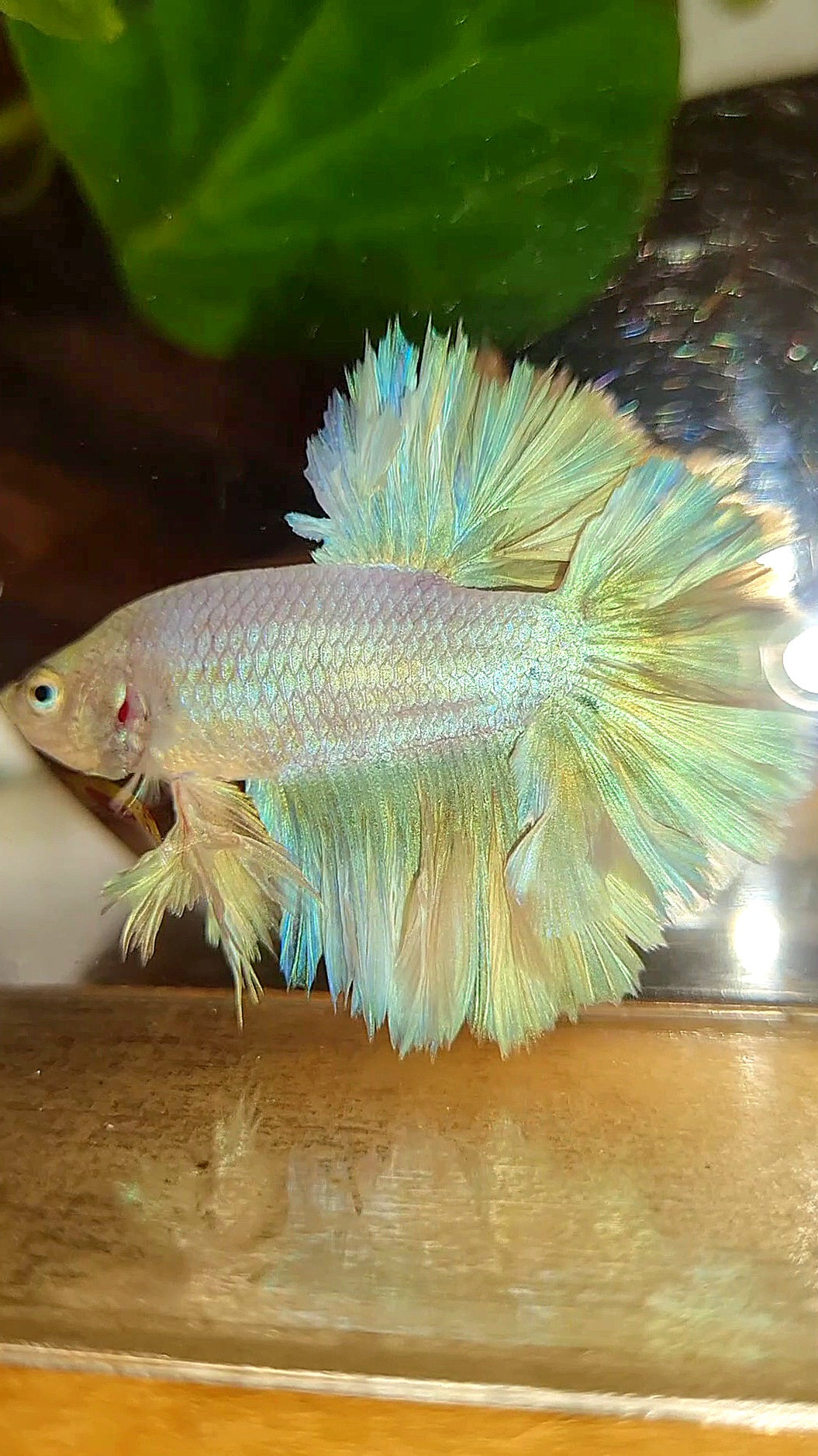 KING FEATHER TAIL HALFMOON WHITE PEACH UNICORN BETTA FISH