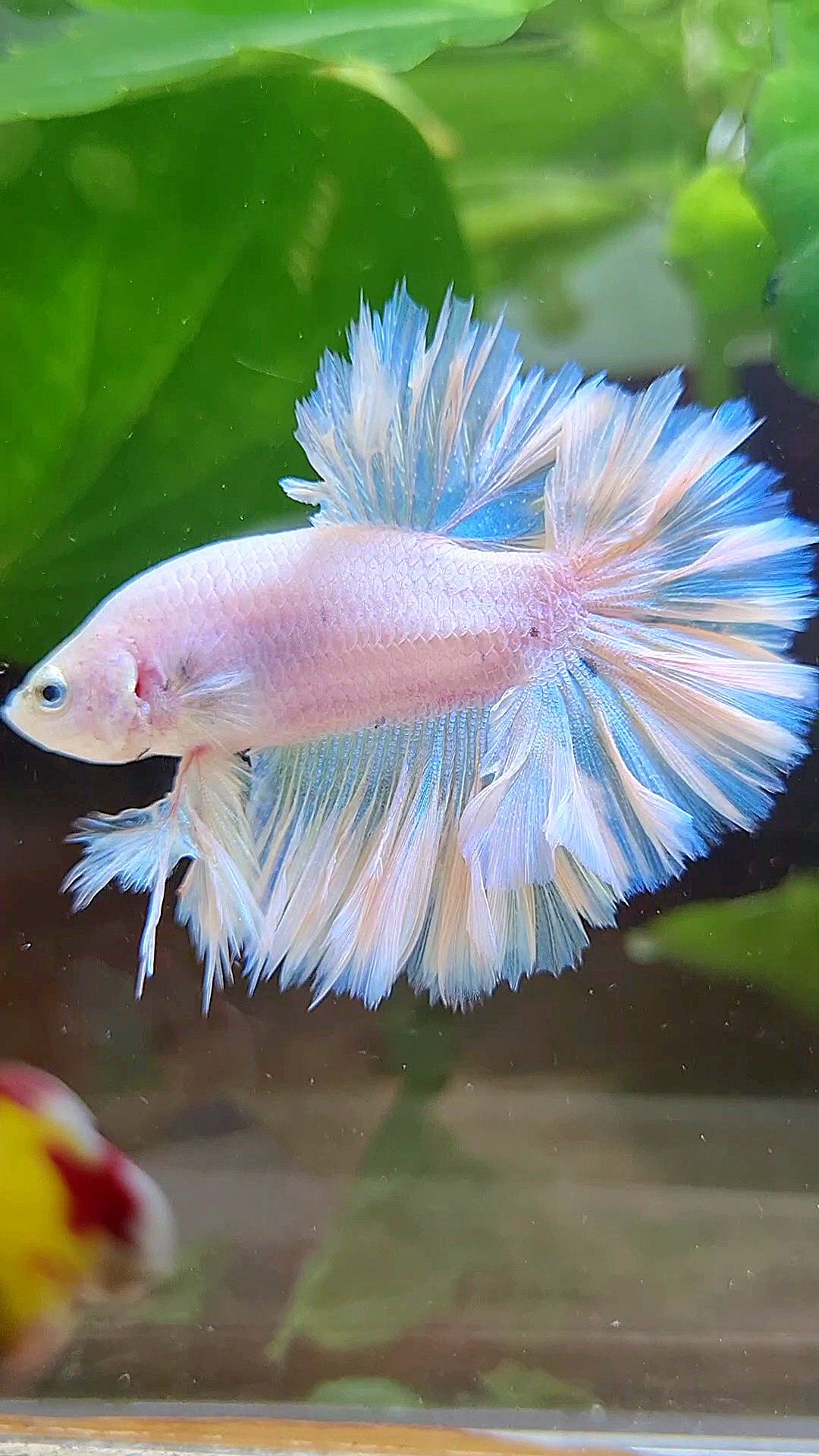 KING FEATHER TAIL HALFMOON WHITE PEACH UNICORN BETTA FISH