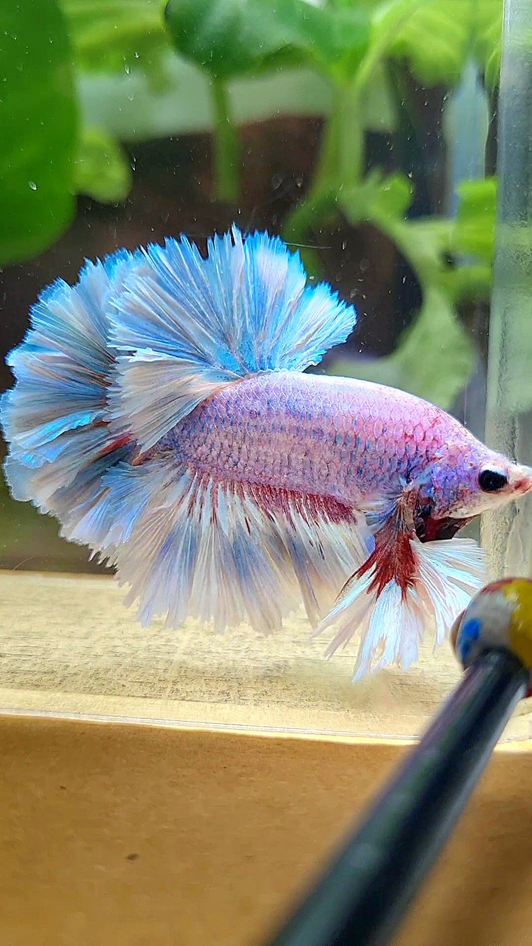 LUXURY KING FEATHER TAIL HALFMOON BLUE GRIZZLE BETTA FISH