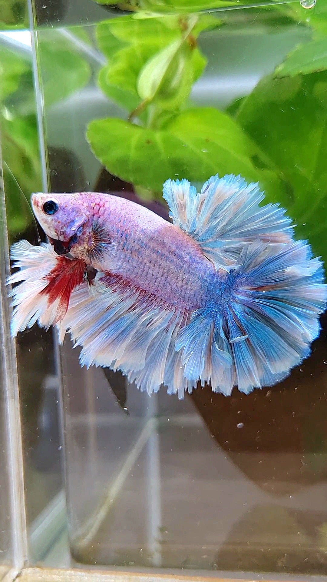 LUXURY KING FEATHER TAIL HALFMOON BLUE GRIZZLE BETTA FISH