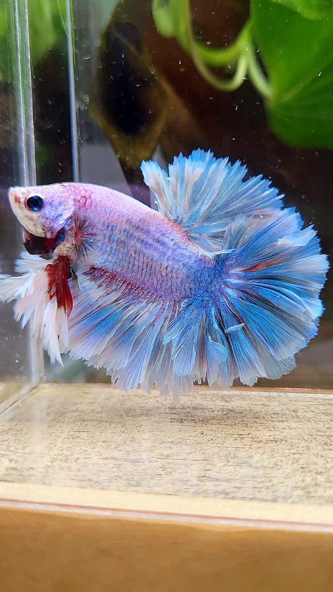 LUXURY KING FEATHER TAIL HALFMOON BLUE GRIZZLE BETTA FISH