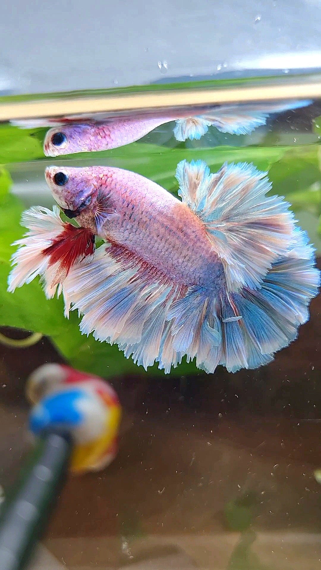 LUXURY KING FEATHER TAIL HALFMOON BLUE GRIZZLE BETTA FISH