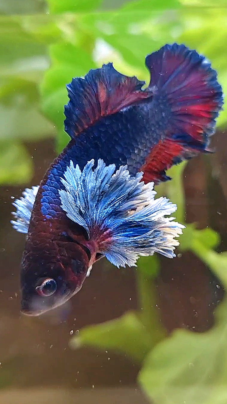 PLAKAT SUPER ROSE EAR PURPLE BLUE BETTA FISH