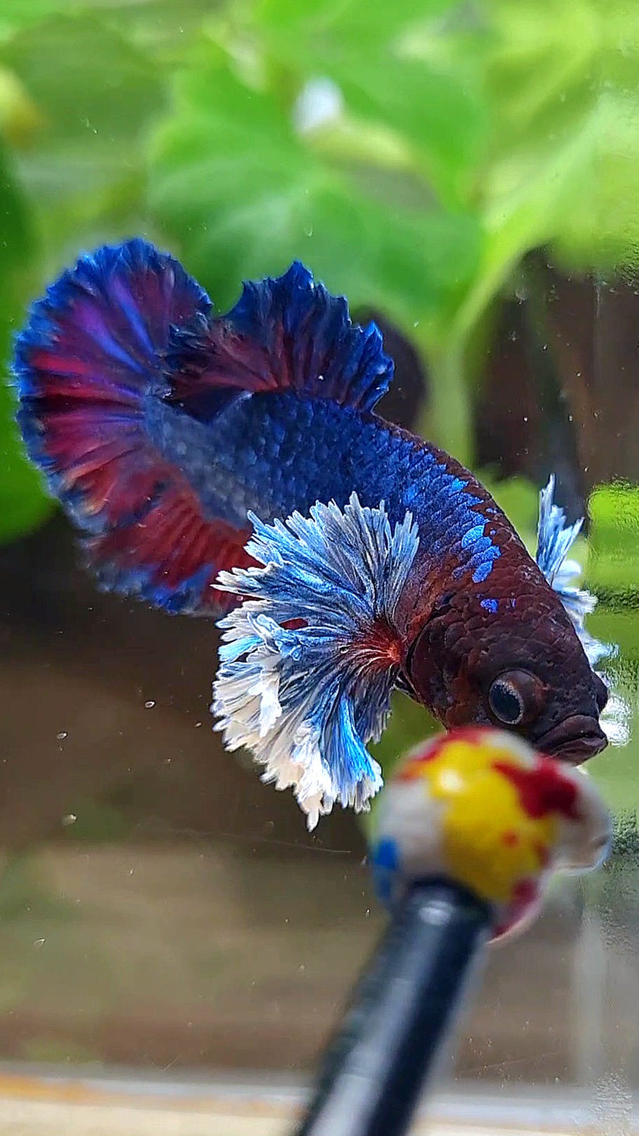 PLAKAT SUPER ROSE EAR PURPLE BLUE BETTA FISH