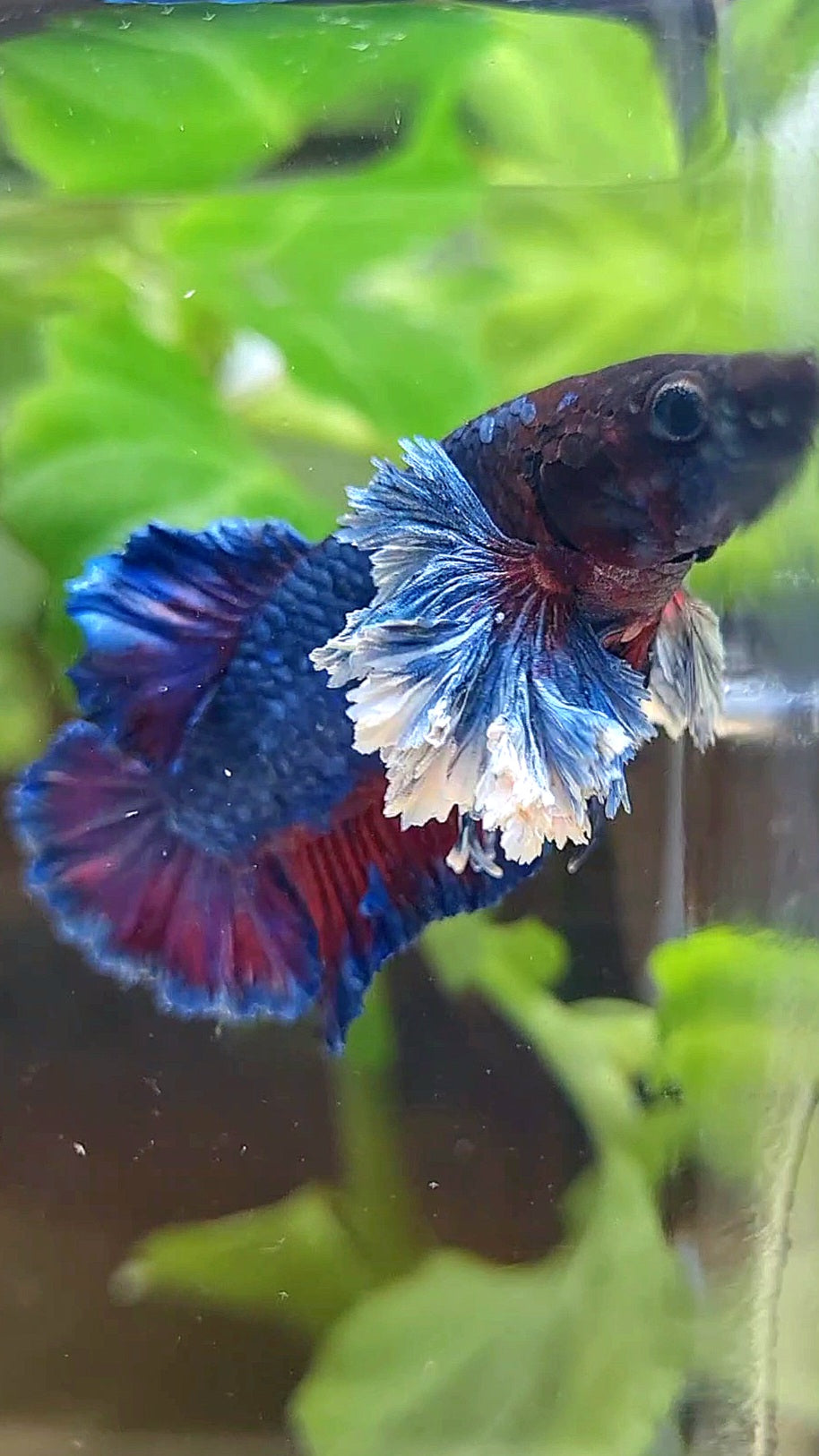 PLAKAT SUPER ROSE EAR PURPLE BLUE BETTA FISH