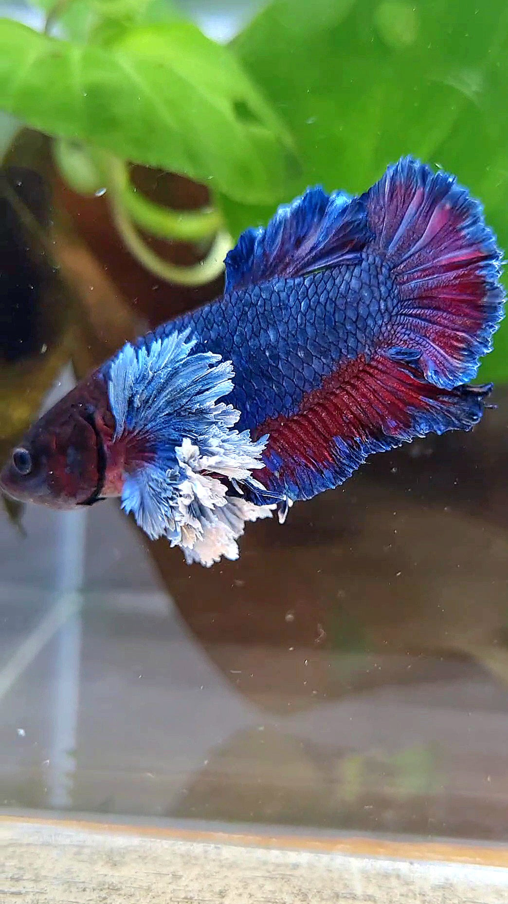 PLAKAT SUPER ROSE EAR PURPLE BLUE BETTA FISH