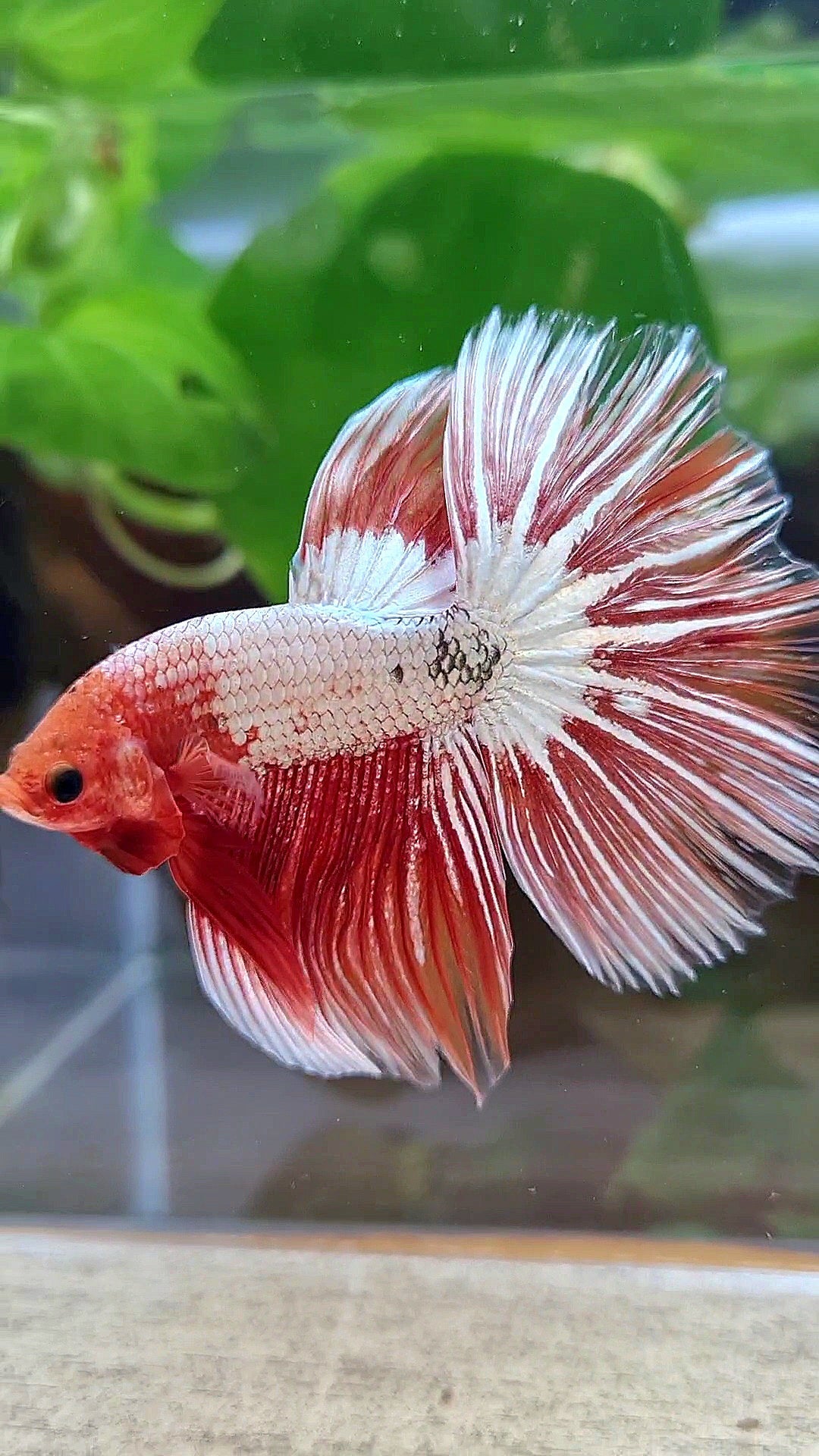HALFMOON ROSETAIL ORANGE FCCP STARTAIL BETTA FISH