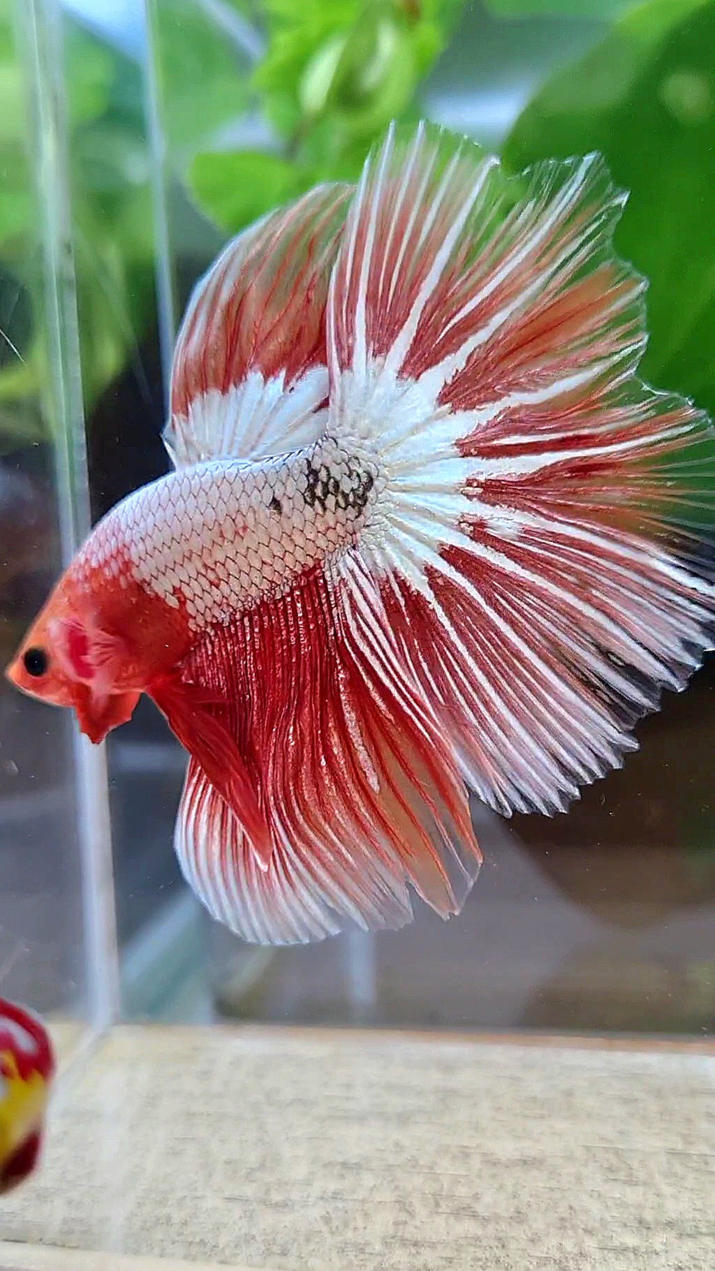HALFMOON ROSETAIL ORANGE FCCP STARTAIL BETTA FISH