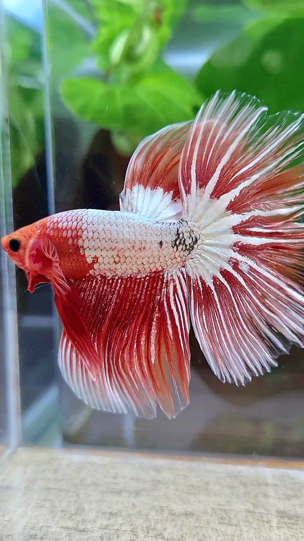 HALFMOON ROSETAIL ORANGE FCCP STARTAIL BETTA FISH