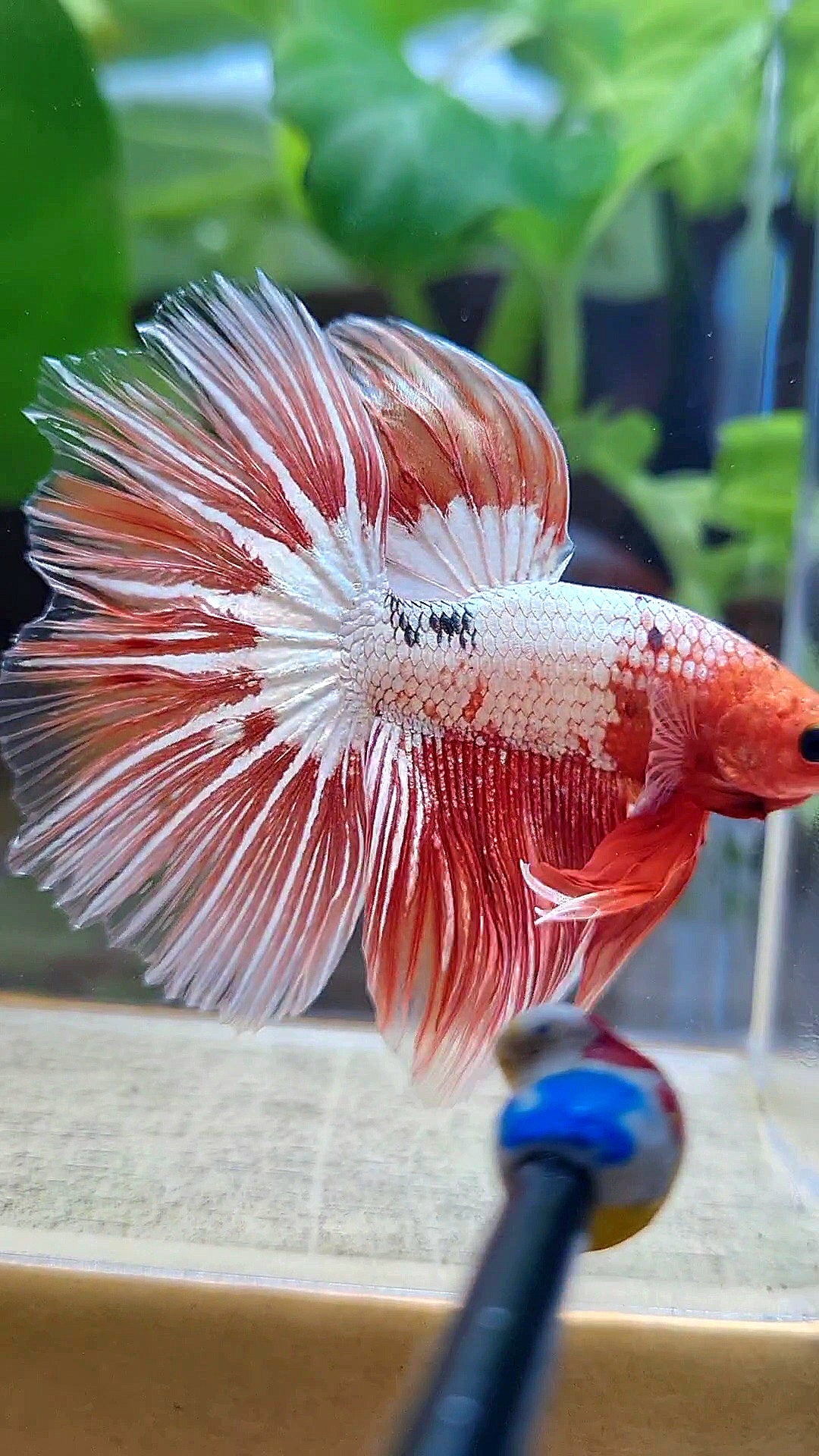 HALFMOON ROSETAIL ORANGE FCCP STARTAIL BETTA FISH