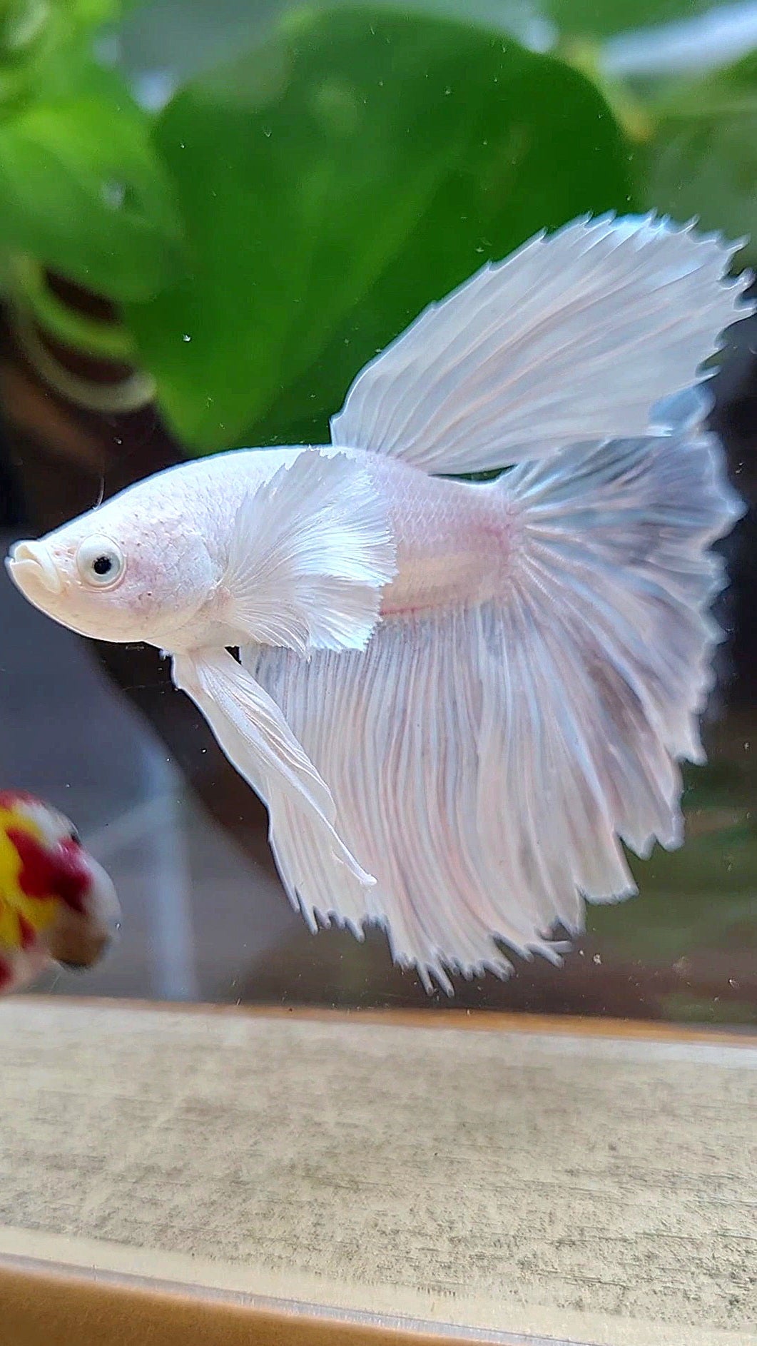 HAFMOON DUMBO EAR WHITE PLATINUM BETTA FISH