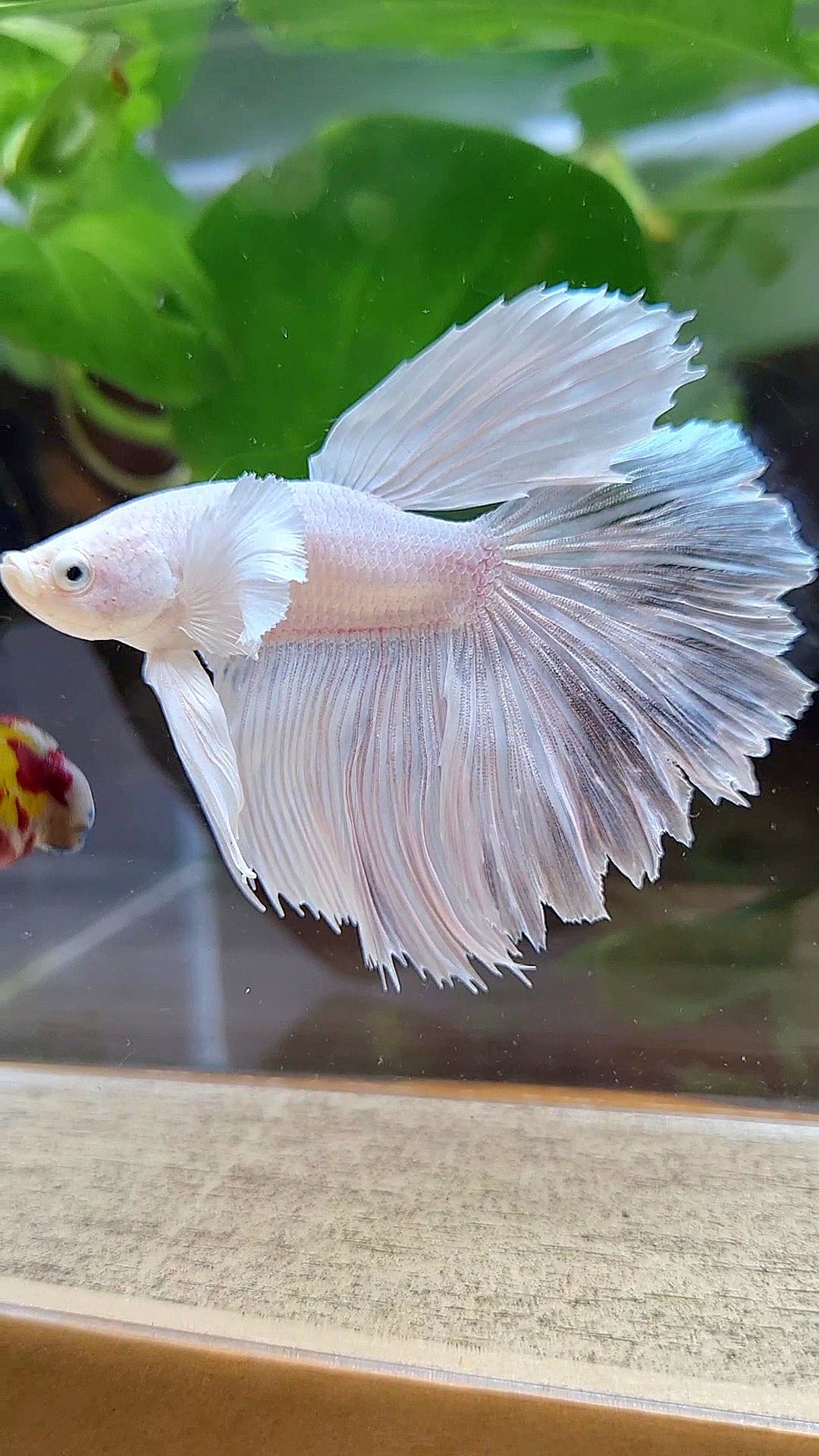 HAFMOON DUMBO EAR WHITE PLATINUM BETTA FISH