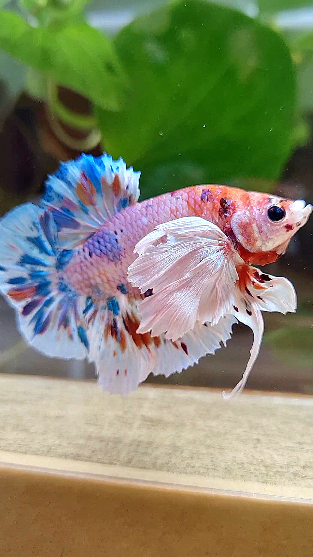 LUXURY PLAKAT SUPER DUMBO EAR CANDY MULTICOLOR BETTA FISH