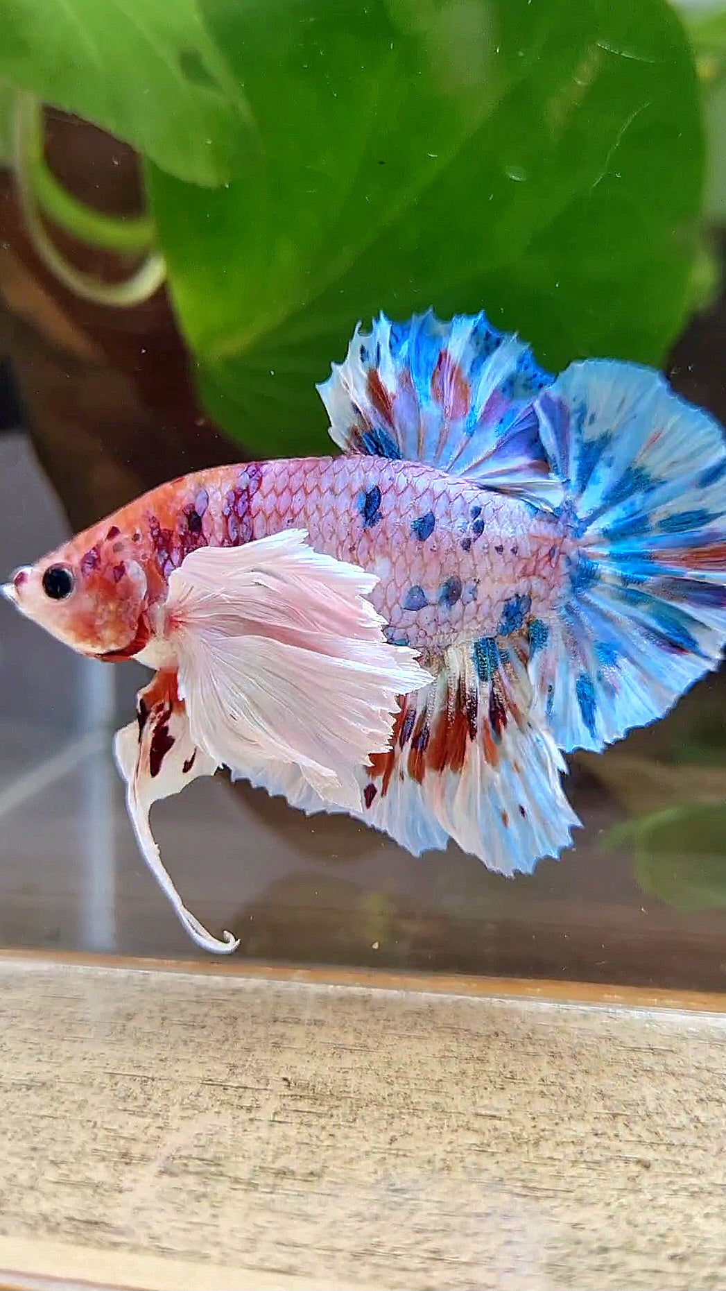 LUXURY PLAKAT SUPER DUMBO EAR CANDY MULTICOLOR BETTA FISH