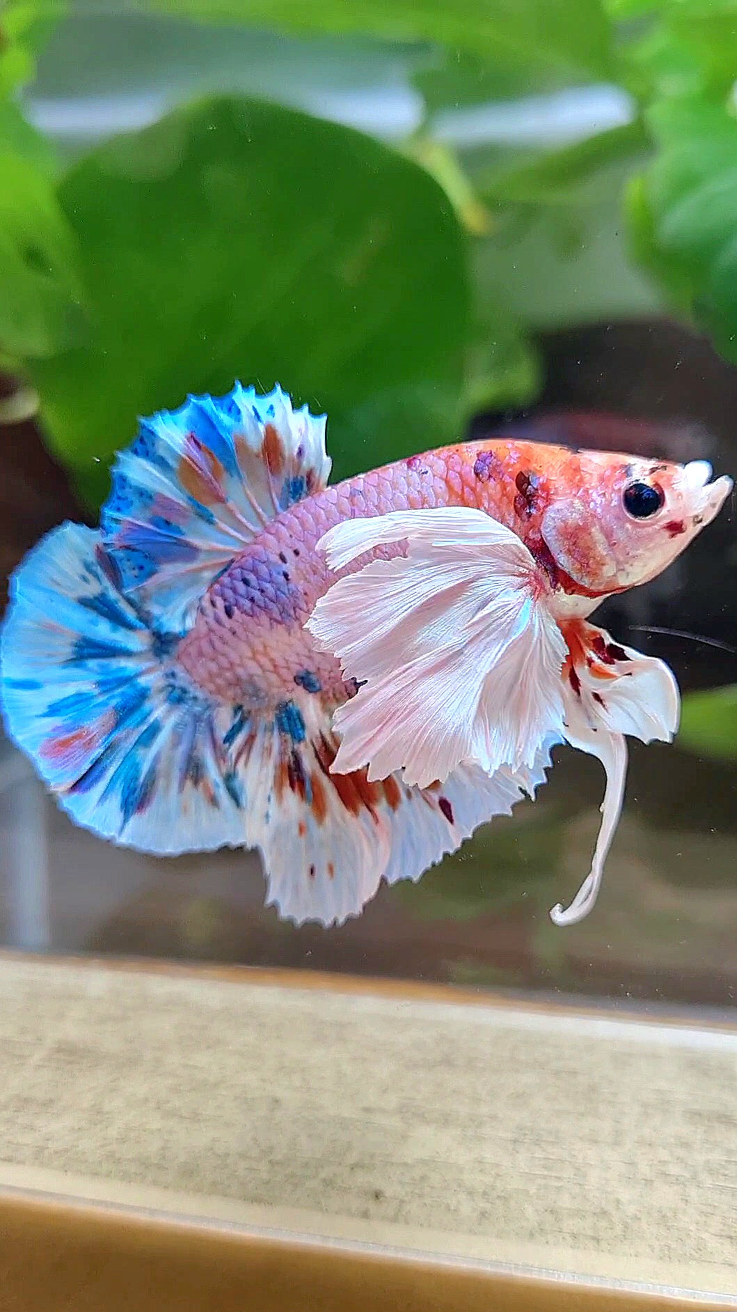 LUXURY PLAKAT SUPER DUMBO EAR CANDY MULTICOLOR BETTA FISH