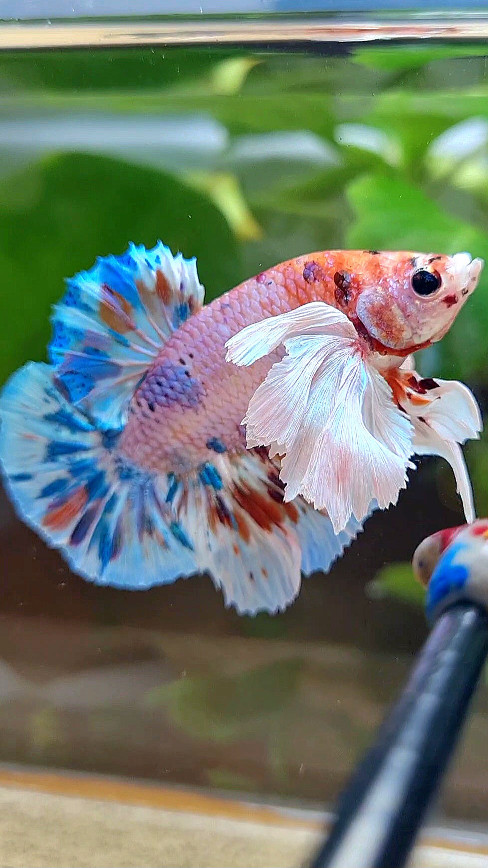 LUXURY PLAKAT SUPER DUMBO EAR CANDY MULTICOLOR BETTA FISH