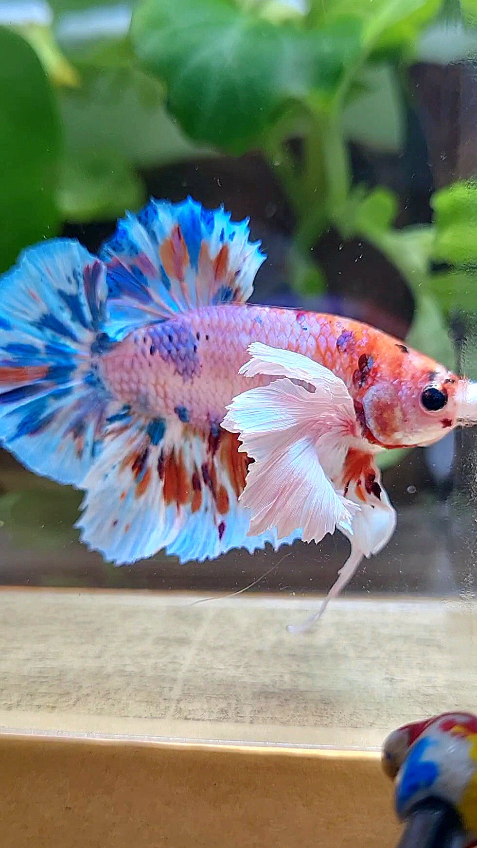 LUXURY PLAKAT SUPER DUMBO EAR CANDY MULTICOLOR BETTA FISH