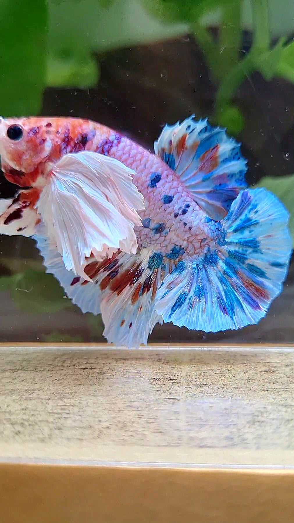 LUXURY PLAKAT SUPER DUMBO EAR CANDY MULTICOLOR BETTA FISH