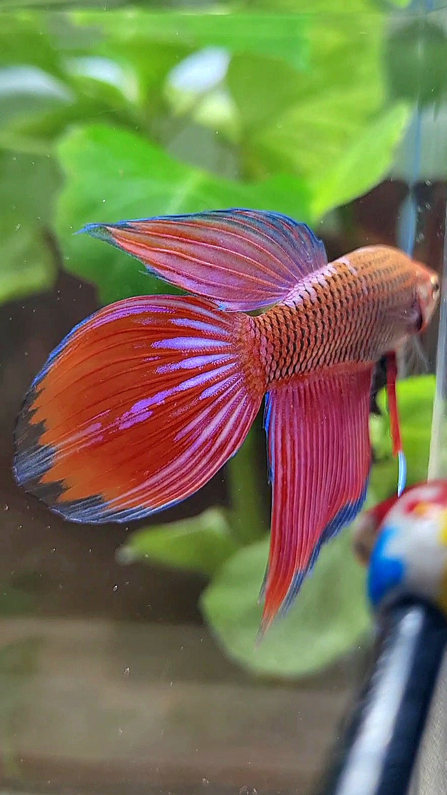 VEILTAIL INUYASHA RED PURPLE GALAXY BETTA FISH