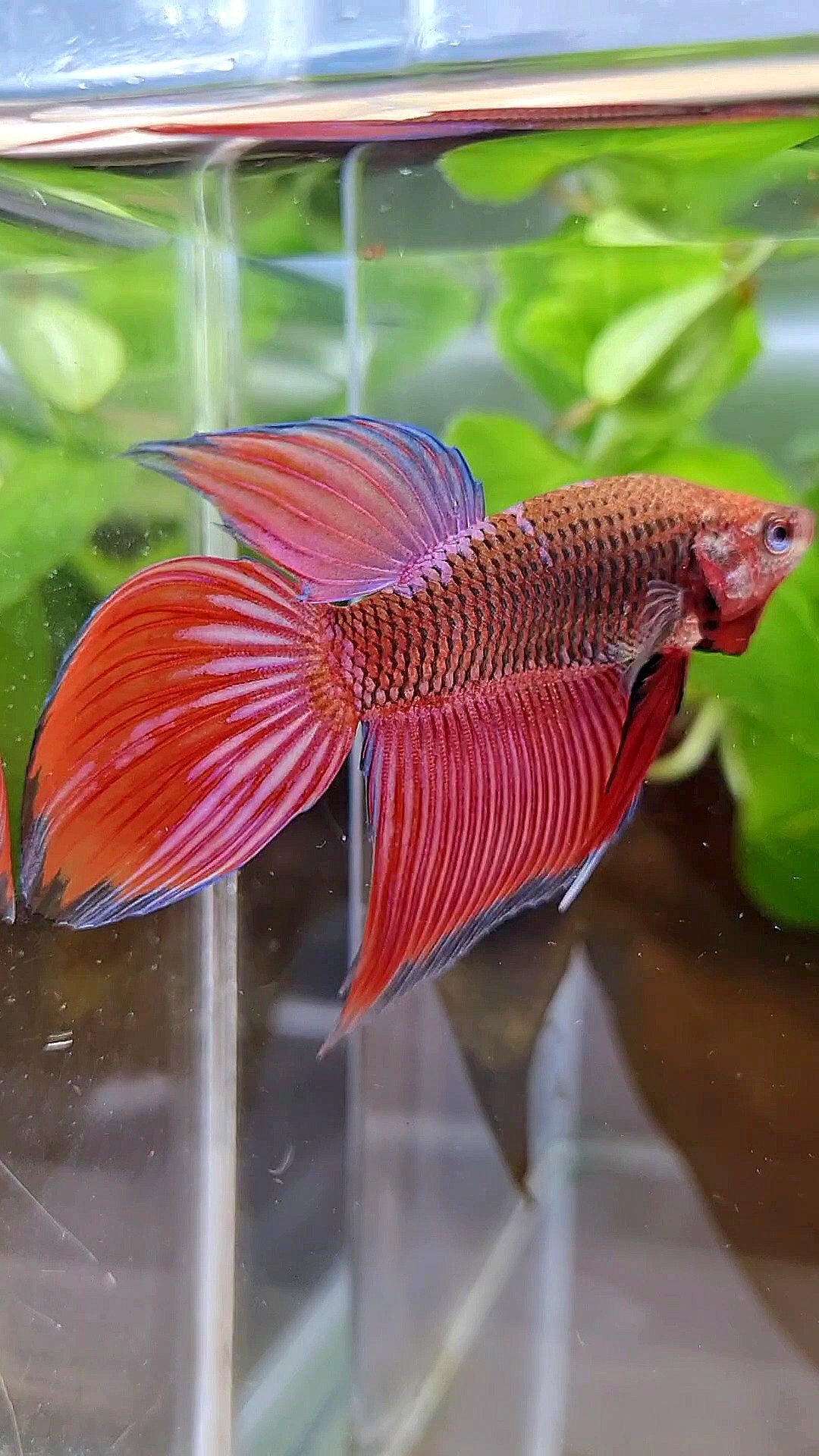 VEILTAIL INUYASHA RED PURPLE GALAXY BETTA FISH