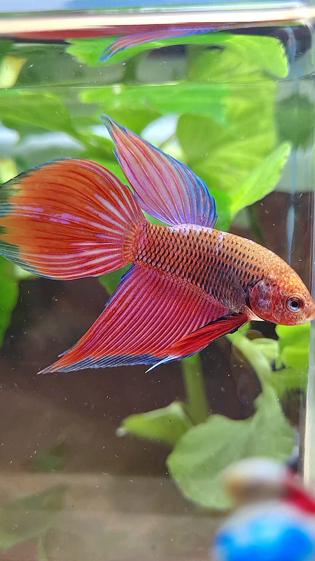 VEILTAIL INUYASHA RED PURPLE GALAXY BETTA FISH