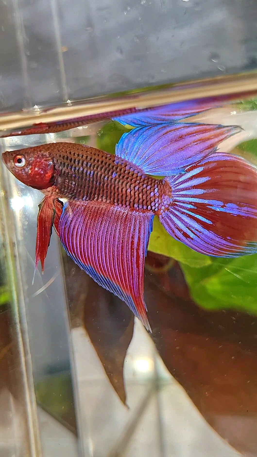 VEILTAIL INUYASHA RED PURPLE GALAXY BETTA FISH