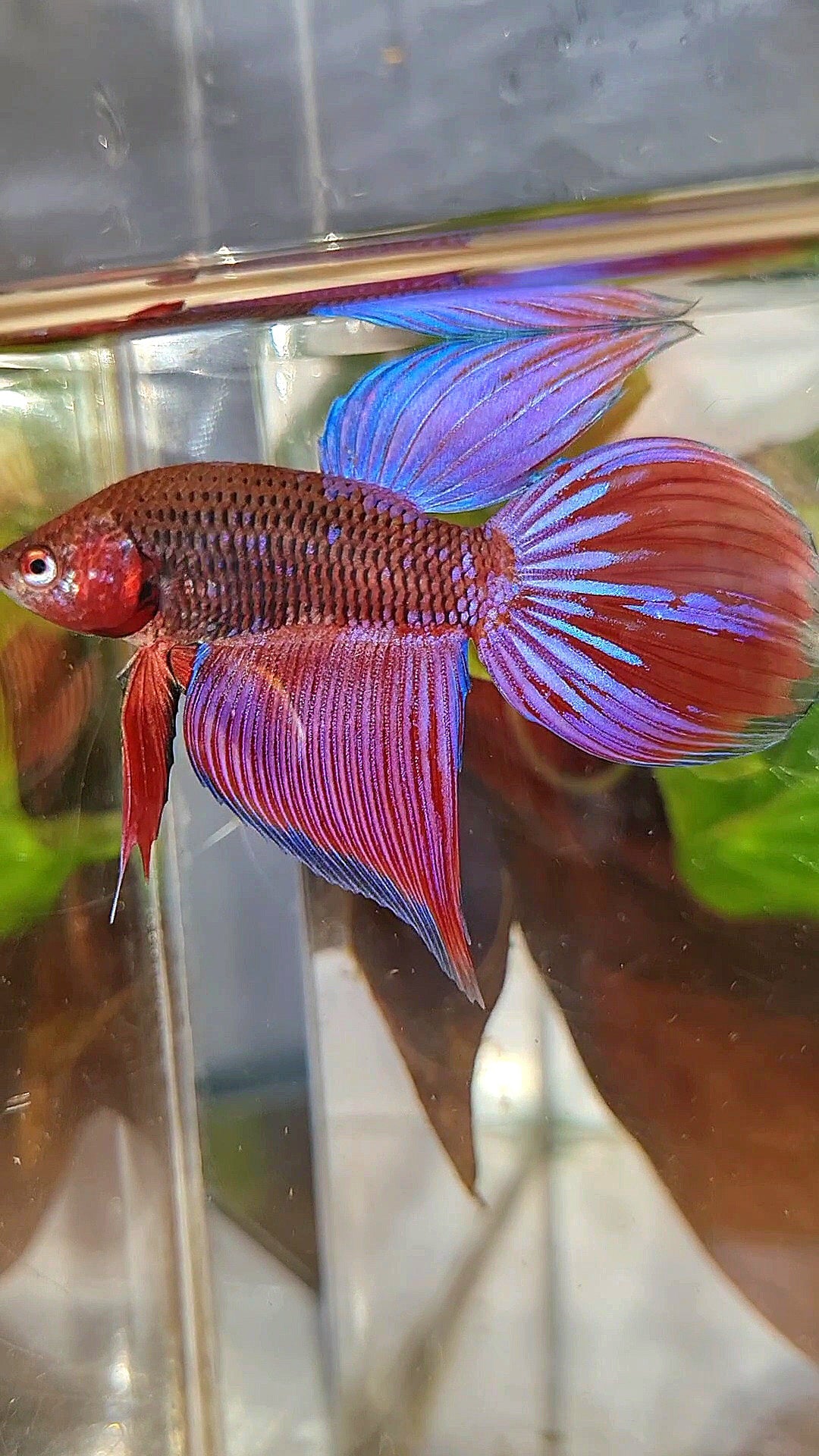 VEILTAIL INUYASHA RED PURPLE GALAXY BETTA FISH