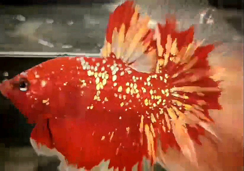 LUXURY HALFMOON ROSETAIL RED GOLD STAR GALAXY RGG BETTA FISH
