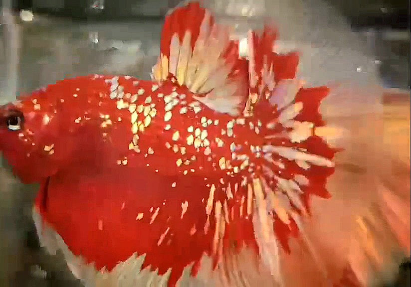 LUXURY HALFMOON ROSETAIL RED GOLD STAR GALAXY RGG BETTA FISH