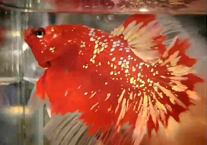 LUXURY HALFMOON ROSETAIL RED GOLD STAR GALAXY RGG BETTA FISH