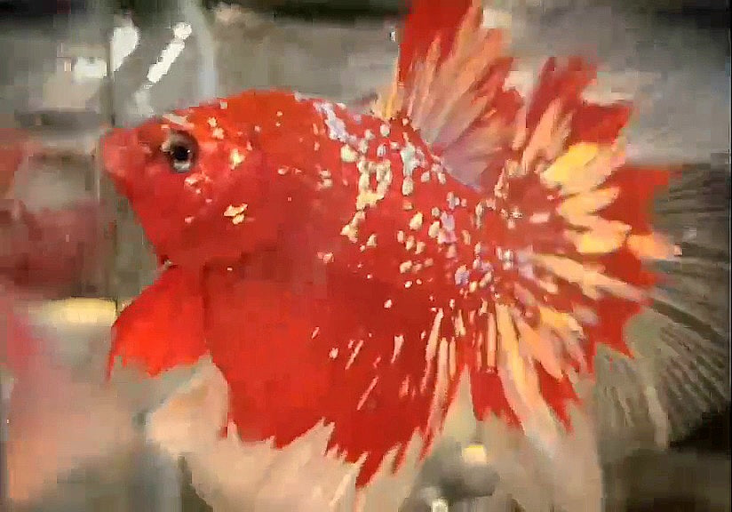 LUXURY HALFMOON ROSETAIL RED GOLD STAR GALAXY RGG BETTA FISH