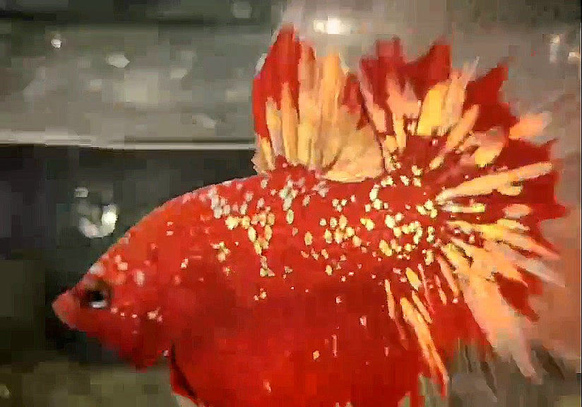LUXURY HALFMOON ROSETAIL RED GOLD STAR GALAXY RGG BETTA FISH