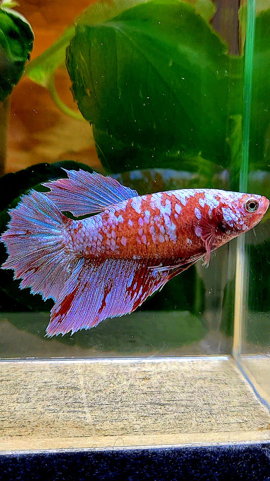 FEMALE HALFMOON RED PURPLE GALAXY RPG BETTA FISH